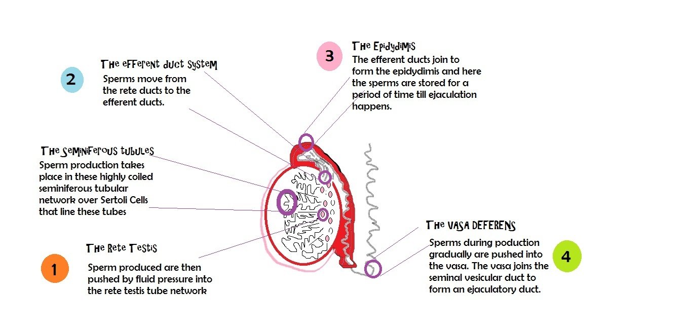 azoospermia testis sperms sertoli