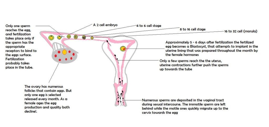 Fertilization and reproduction and fertility