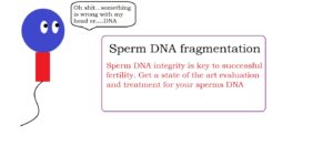 Sperm DNA fragmentation | male infertility treatment service