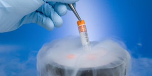 embryo freezing