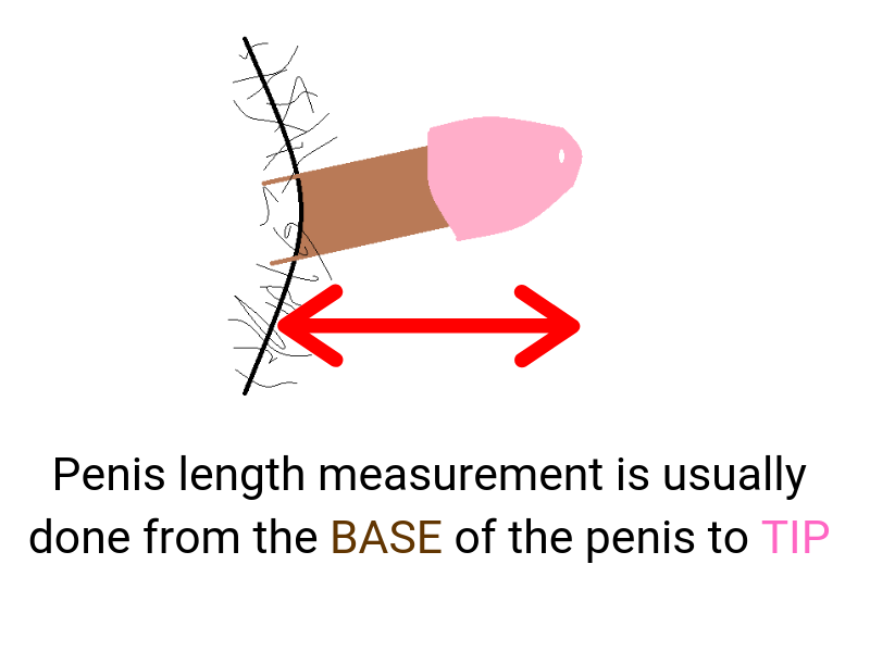 The ideal penis size for women is bigger than average