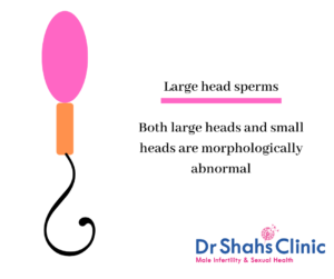 abnormal sperm head | sperm morphology