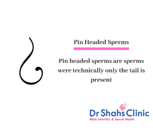 pin head sperm morphology