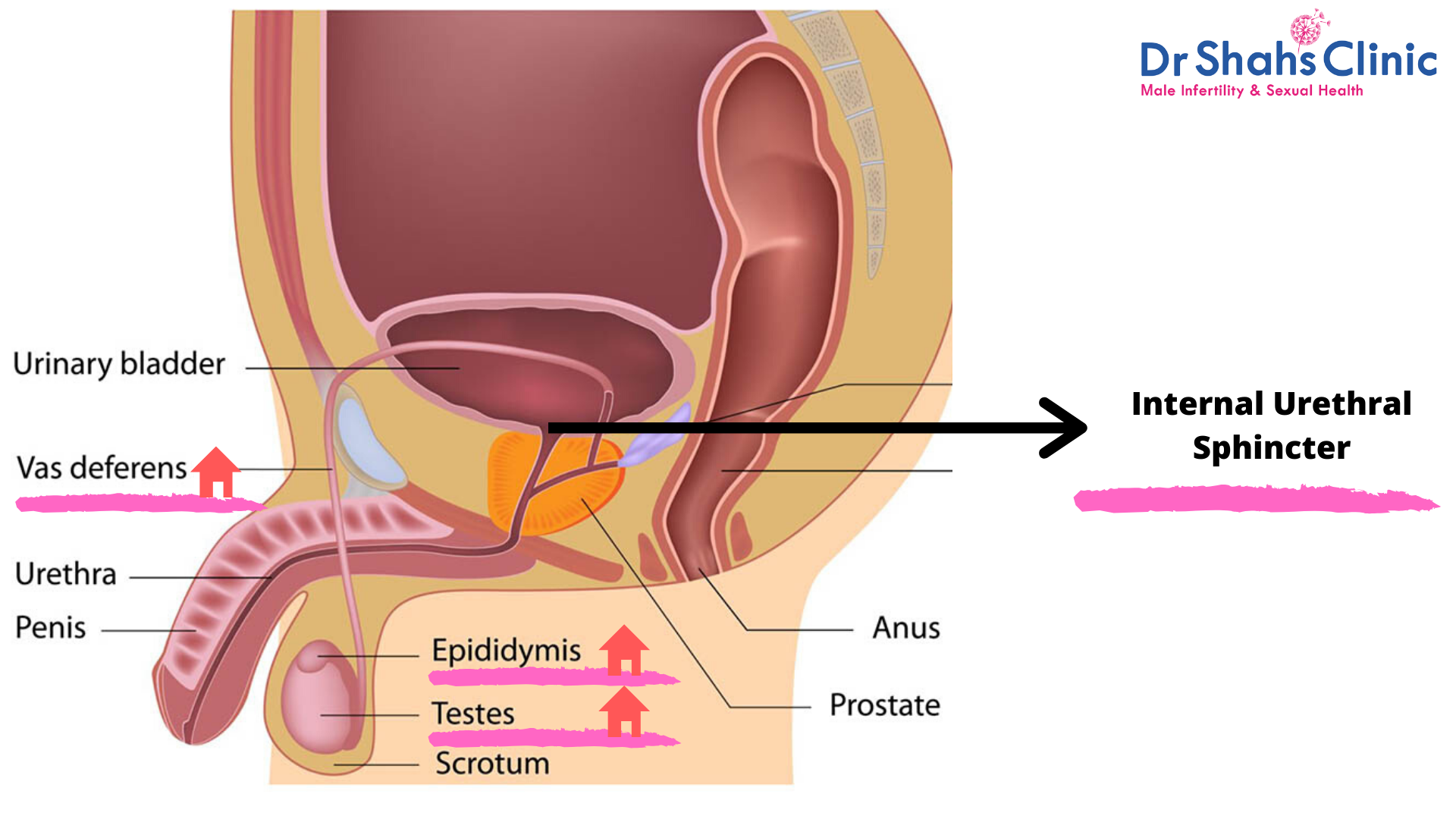 sperm leakage in urine | semen leakage in the urine | what causes semen leakage in urine