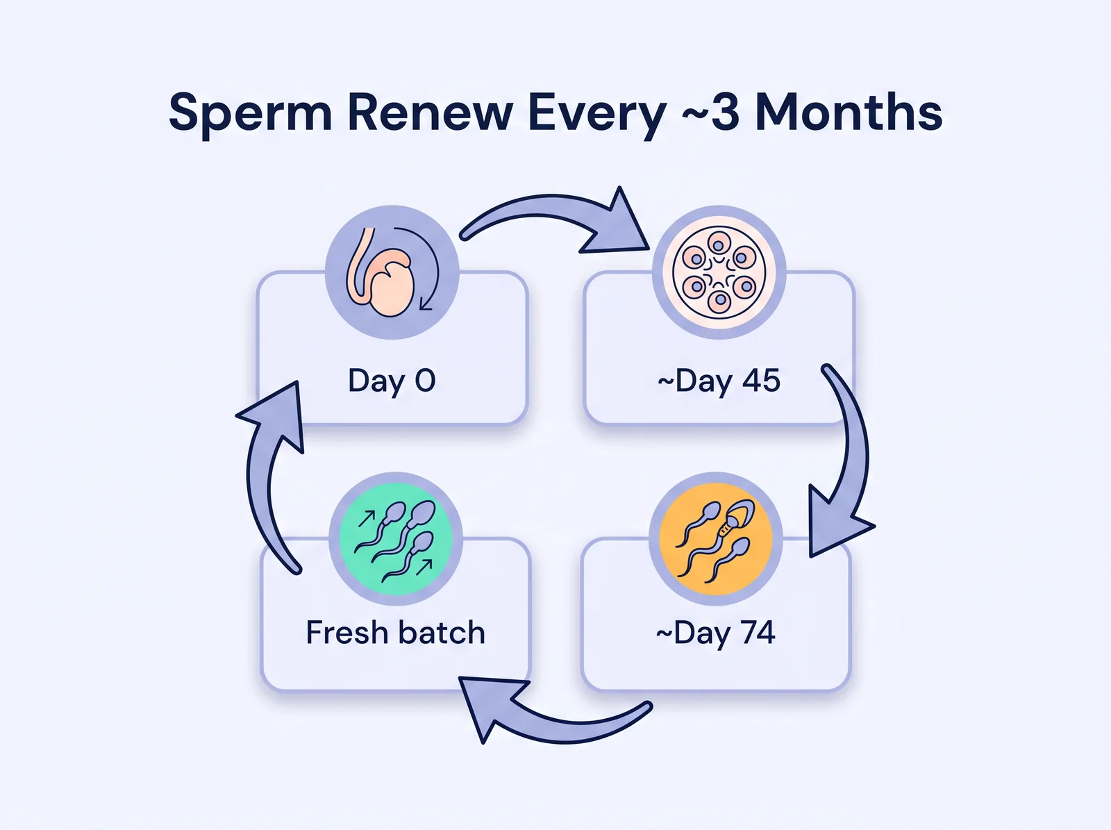 Diagram showing sperm regenerate on a roughly three-month, 72 to 90 day cycle