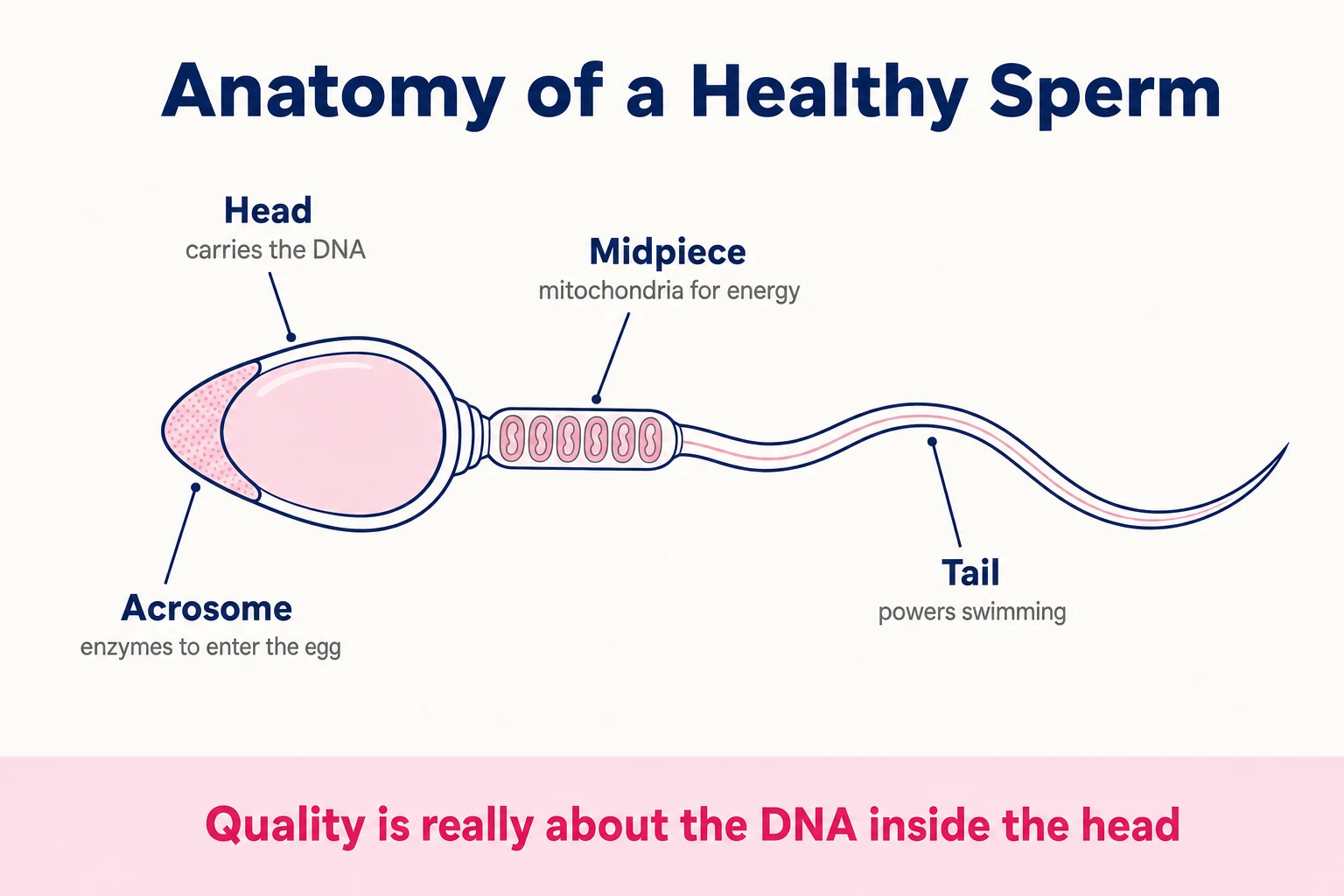 Anatomy of a healthy sperm and what sperm quality means — labelled diagram of the head carrying the DNA, acrosome, midpiece and tail