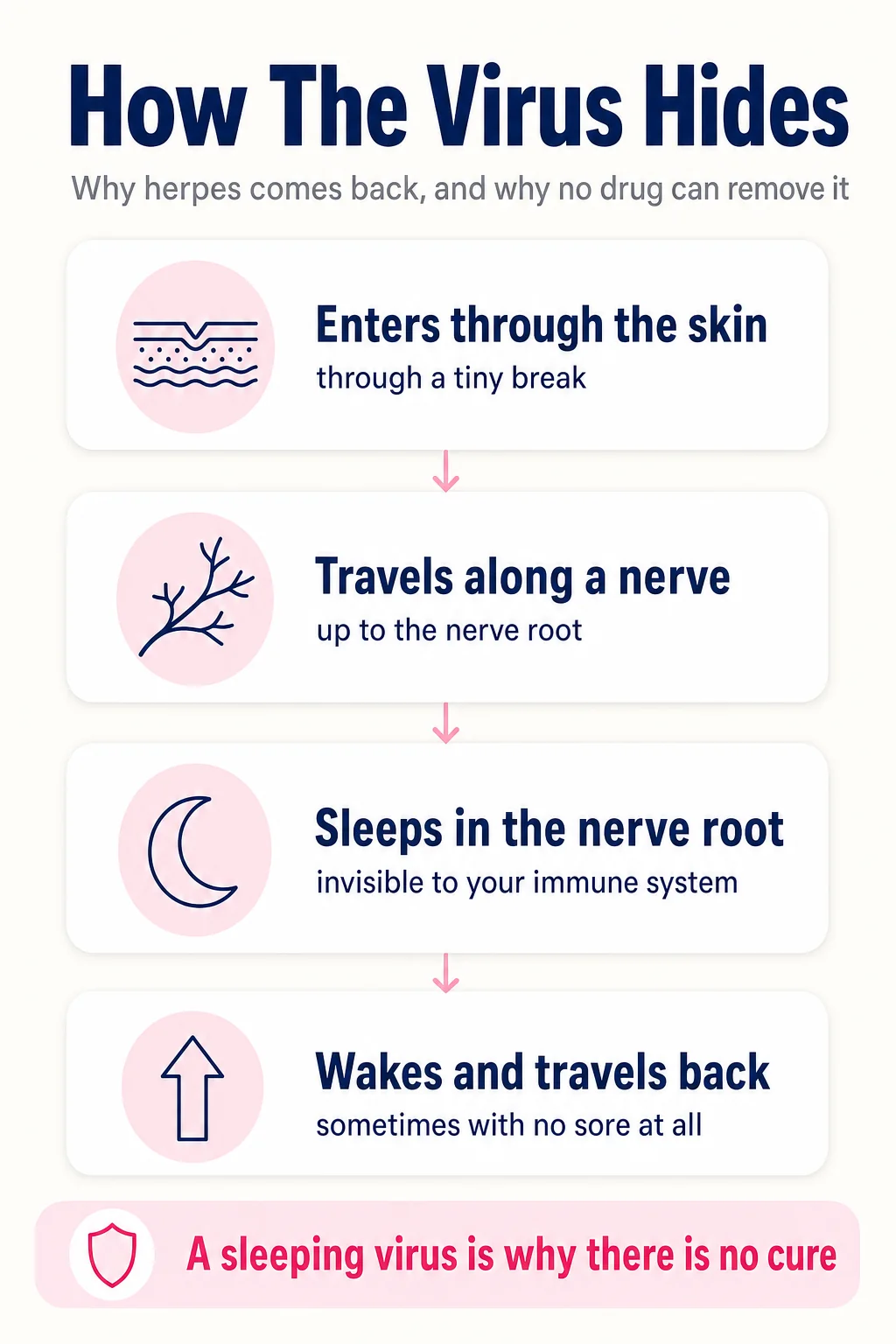 How the herpes virus hides: it enters through the skin, travels along a nerve, sleeps in the nerve root, then wakes and travels back