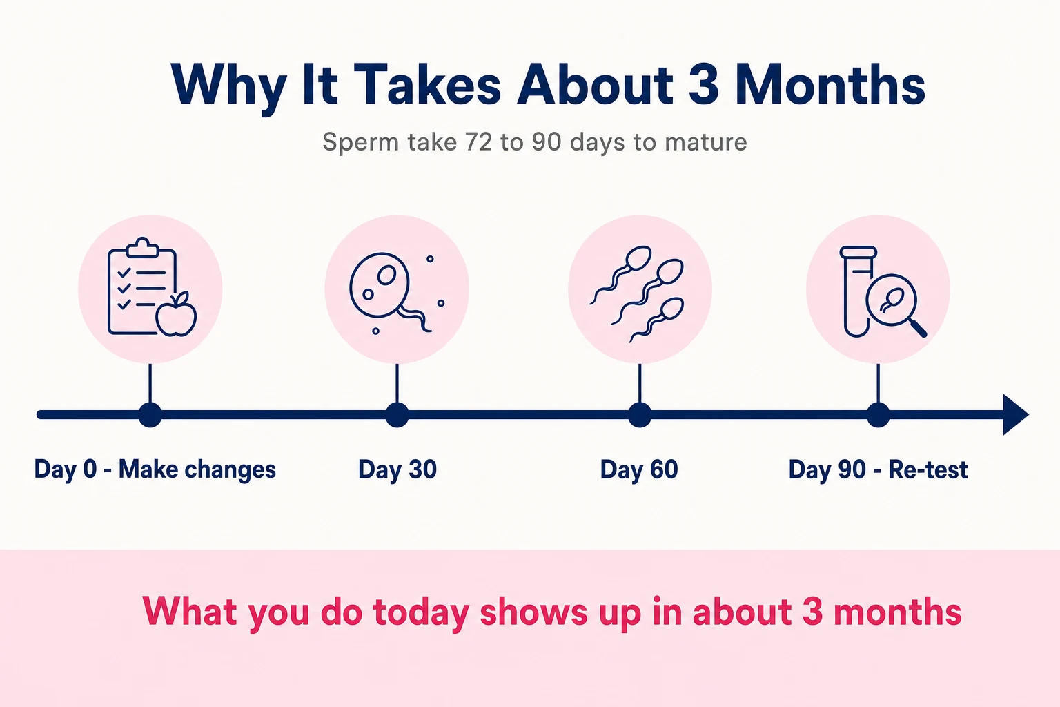 How long it takes to improve sperm quality — timeline showing sperm take 72 to 90 days to mature, so changes show on a semen analysis at about three months