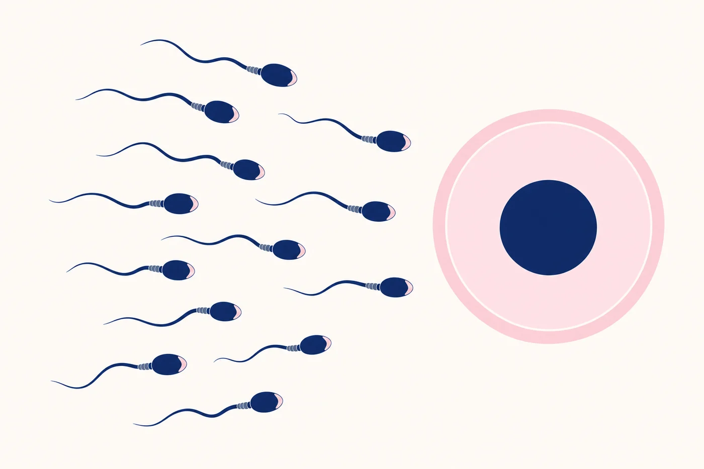 Male fertility diagram: sperm swimming toward the egg, showing how a couple gets pregnant